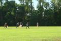 View photos in the 2010 Omaha T-16 Cricket Club's T-16 Summer Blast gallery